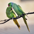 Rose-ringed_Parakeets_(Male_&_Female)-_Foreplay_at_Hodal_I_Picture_0032