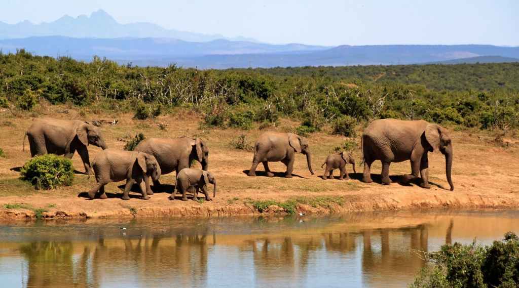 A Keystone Species – The importance of elephants on the ecosystem